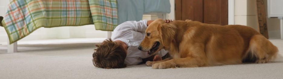 Dog lying on Carpet